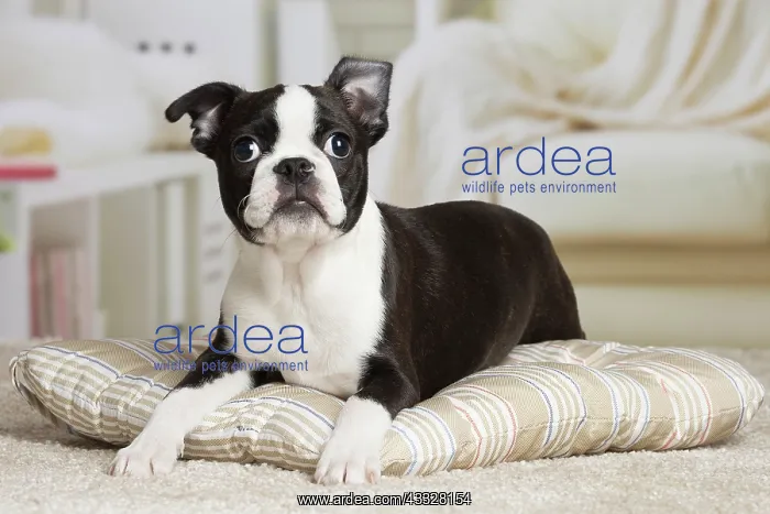 : 80194414 Dog - Boston Terrier puppy Jean-Michel : 80194414 Dog - Boston Terrier puppy Jean-Michel