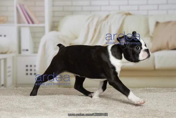 : 80194415 Dog - Boston Terrier puppy Jean-Michel