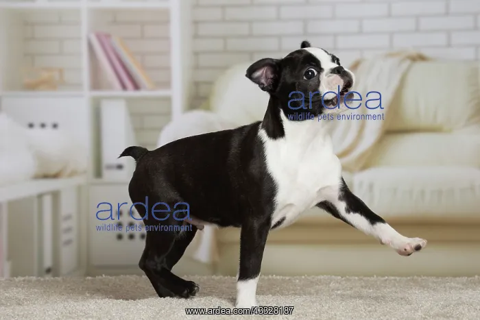 : 80194418 Dog - Boston Terrier puppy Jean-Michel : 80194418 Dog - Boston Terrier puppy Jean-Michel