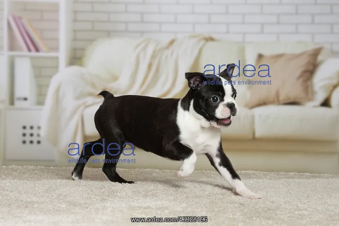 : 80194419 Dog - Boston Terrier puppy Jean-Michel : 80194419 Dog - Boston Terrier puppy Jean-Michel