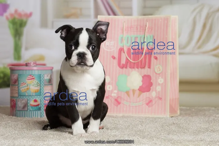 : 80194422 Dog - Boston Terrier puppy Jean-Michel : 80194422 Dog - Boston Terrier puppy Jean-Michel