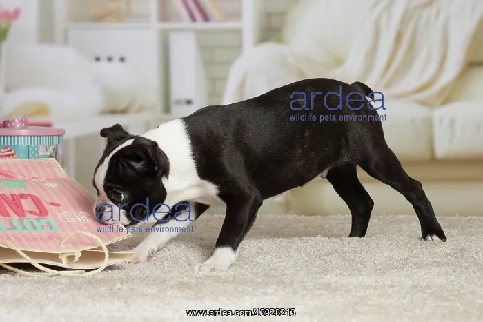 : 80194423 Dog - Boston Terrier puppy Jean-Michel : 80194423 Dog - Boston Terrier puppy Jean-Michel