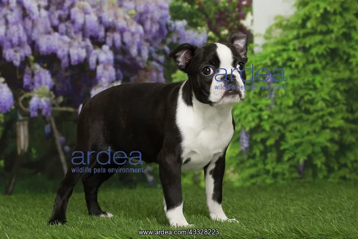 : 80194424 Dog - Boston Terrier puppy Jean-Michel : 80194424 Dog - Boston Terrier puppy Jean-Michel