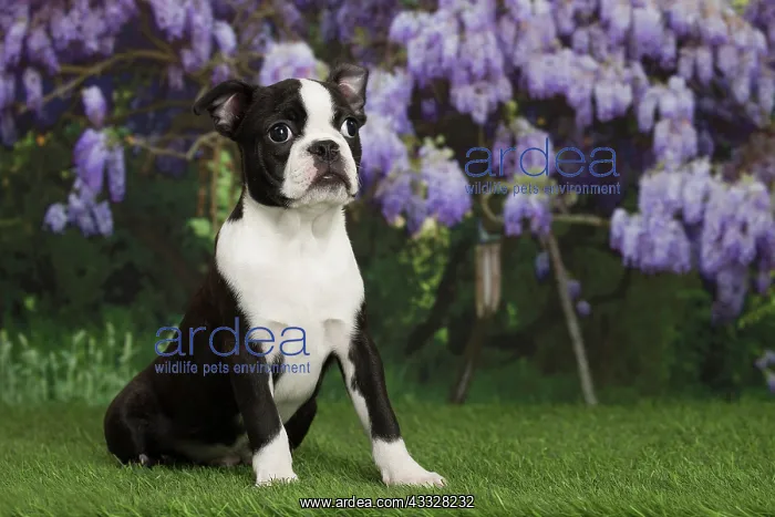 : 80194425 Dog - Boston Terrier puppy Jean-Michel : 80194425 Dog - Boston Terrier puppy Jean-Michel