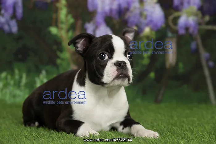 : 80194426 Dog - Boston Terrier puppy Jean-Michel : 80194426 Dog - Boston Terrier puppy Jean-Michel