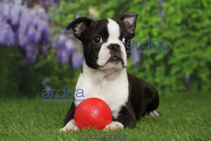 : 80194427 Dog - Boston Terrier puppy Jean-Michel : 80194427 Dog - Boston Terrier puppy Jean-Michel