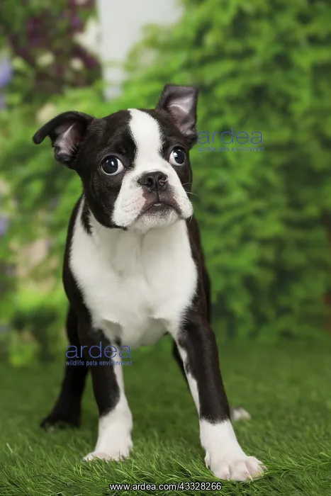 : 80194428 Dog - Boston Terrier puppy Jean-Michel : 80194428 Dog - Boston Terrier puppy Jean-Michel
