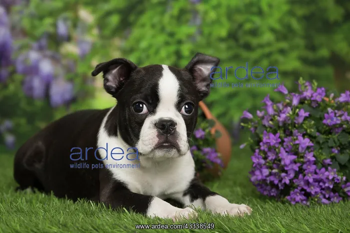 : 80194429 Dog - Boston Terrier puppy Jean-Michel