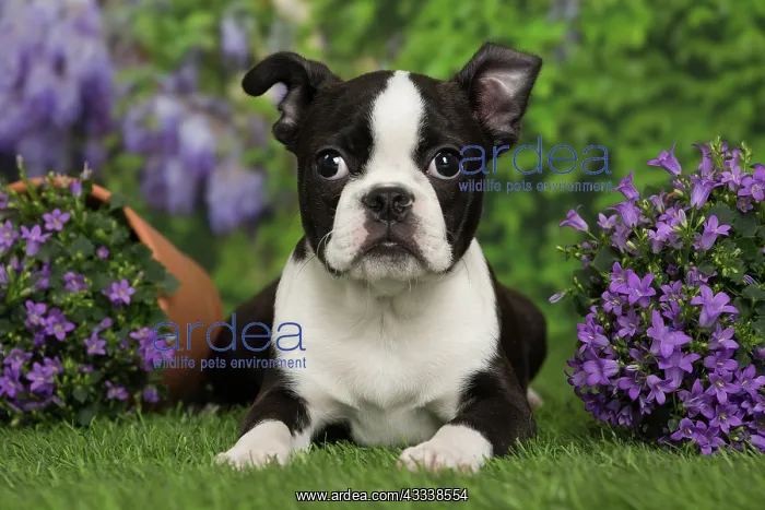 : 80194430 Dog - Boston Terrier puppy Jean-Michel : 80194430 Dog - Boston Terrier puppy Jean-Michel