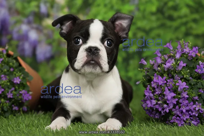 : 80194431 Dog - Boston Terrier puppy Jean-Michel : 80194431 Dog - Boston Terrier puppy Jean-Michel