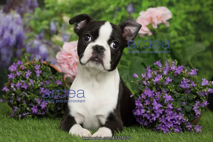 : 80194432 Dog - Boston Terrier puppy Jean-Michel : 80194432 Dog - Boston Terrier puppy Jean-Michel