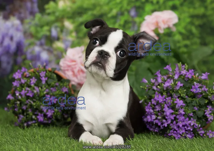 : 80194433 Dog - Boston Terrier puppy Jean-Michel : 80194433 Dog - Boston Terrier puppy Jean-Michel