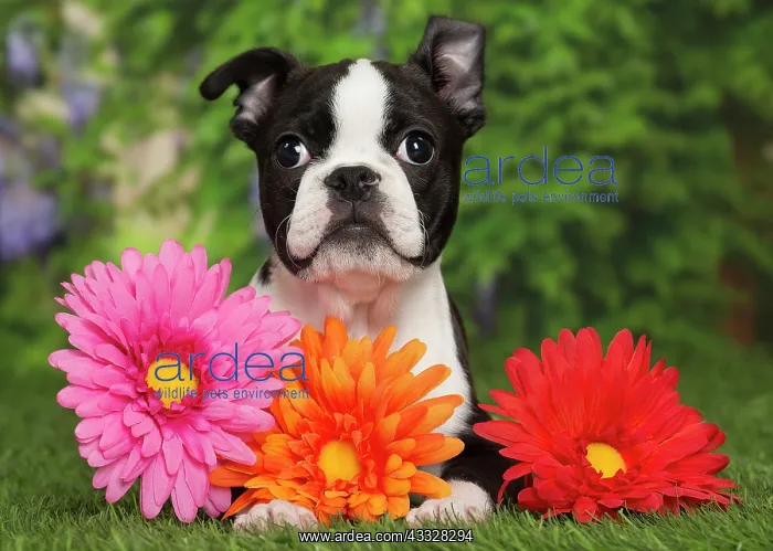 : 80194434 Dog - Boston Terrier puppy Jean-Michel : 80194434 Dog - Boston Terrier puppy Jean-Michel
