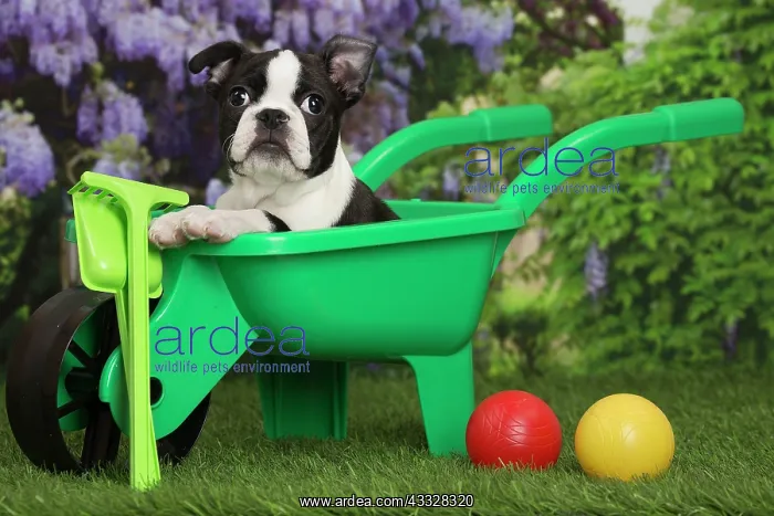: 80194436 Dog - Boston Terrier puppy Jean-Michel : 80194436 Dog - Boston Terrier puppy Jean-Michel
