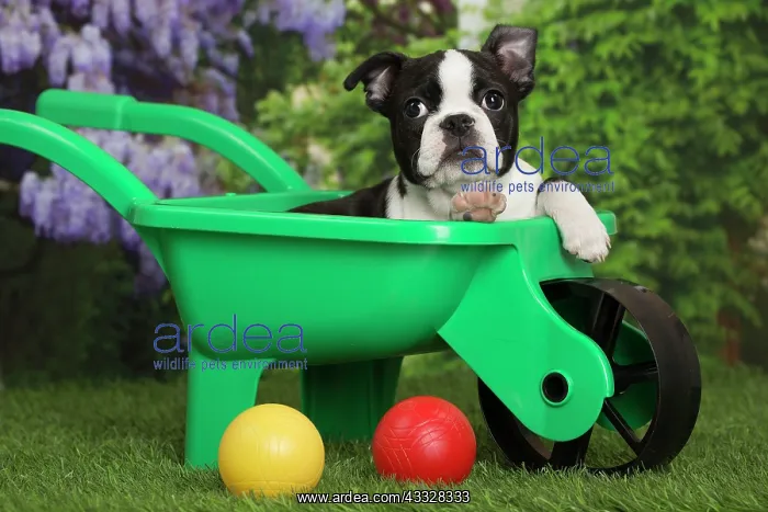 : 80194437 Dog - Boston Terrier puppy Jean-Michel : 80194437 Dog - Boston Terrier puppy Jean-Michel