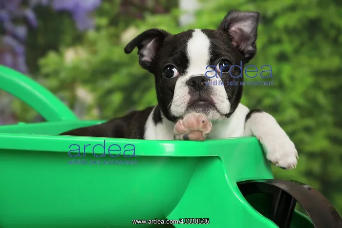 : 80194438 Dog - Boston Terrier puppy Jean-Michel : 80194438 Dog - Boston Terrier puppy Jean-Michel