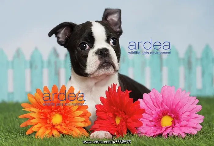 : 80194440 Dog - Boston Terrier puppy Jean-Michel : 80194440 Dog - Boston Terrier puppy Jean-Michel