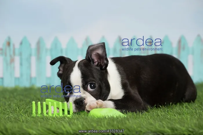 : 80194441 Dog - Boston Terrier puppy Jean-Michel : 80194441 Dog - Boston Terrier puppy Jean-Michel