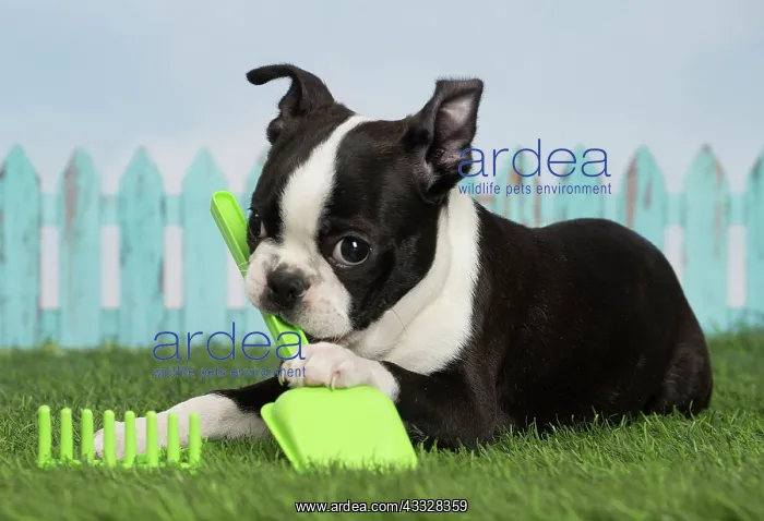 : 80194442 Dog - Boston Terrier puppy Jean-Michel : 80194442 Dog - Boston Terrier puppy Jean-Michel