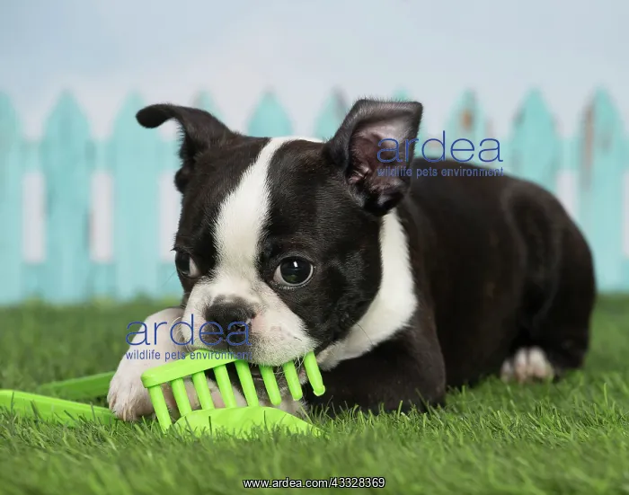 : 80194443 Dog - Boston Terrier puppy Jean-Michel : 80194443 Dog - Boston Terrier puppy Jean-Michel