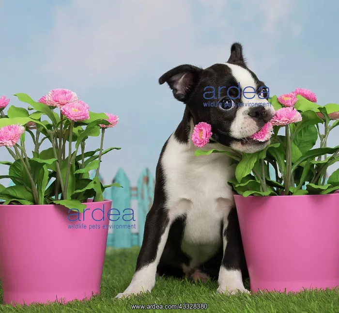 : 80194444 Dog - Boston Terrier puppy Jean-Michel : 80194444 Dog - Boston Terrier puppy Jean-Michel