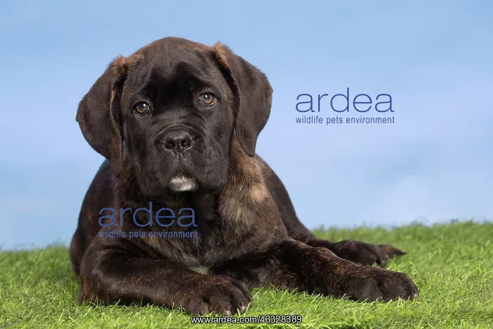 : 80194445 Dog - Cane Corso / Italian Mastiff puppy : 80194445 Dog - Cane Corso / Italian Mastiff puppy