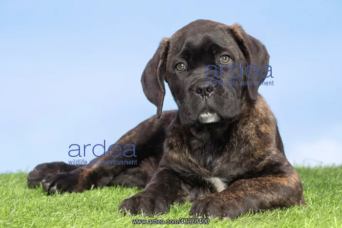 : 80194446 Dog - Cane Corso / Italian Mastiff puppy : 80194446 Dog - Cane Corso / Italian Mastiff puppy