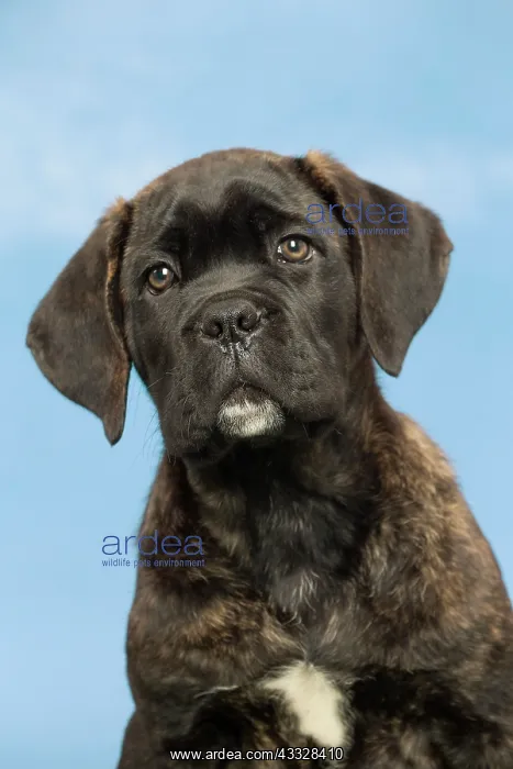 : 80194447 Dog - Cane Corso / Italian Mastiff puppy : 80194447 Dog - Cane Corso / Italian Mastiff puppy