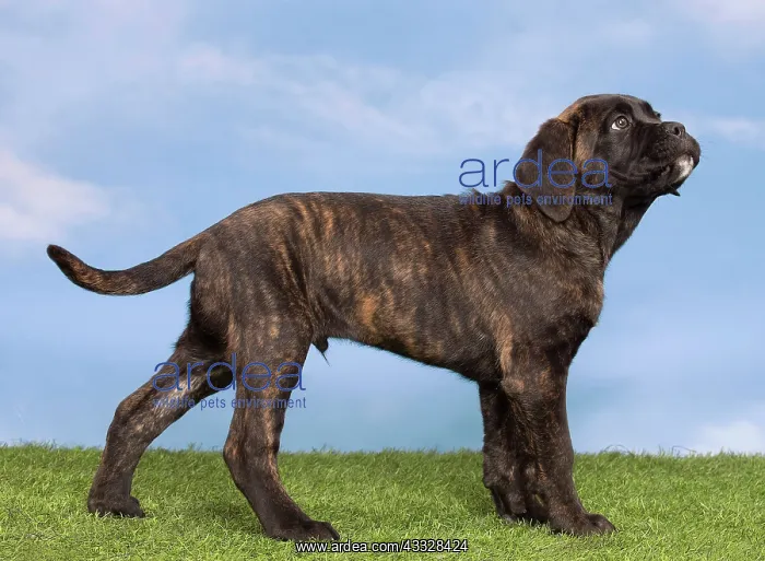 : 80194448 Dog - Cane Corso / Italian Mastiff puppy : 80194448 Dog - Cane Corso / Italian Mastiff puppy