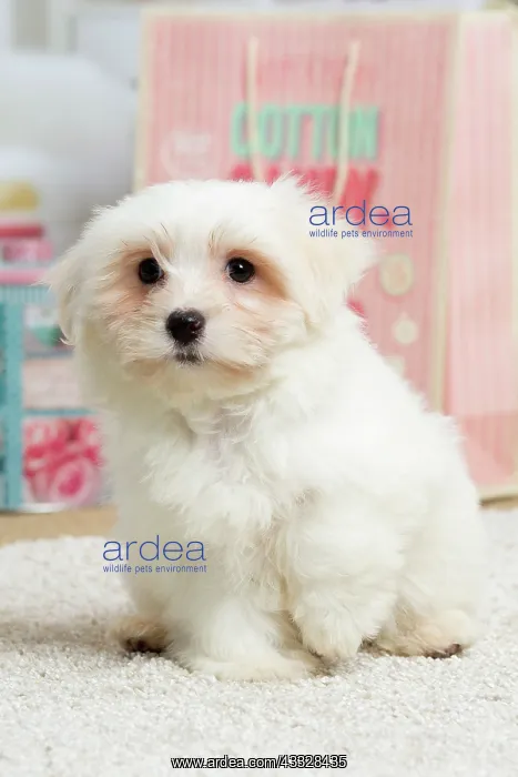 : 80194449 Dog - Coton de Tulear puppy Jean-Michel : 80194449 Dog - Coton de Tulear puppy Jean-Michel