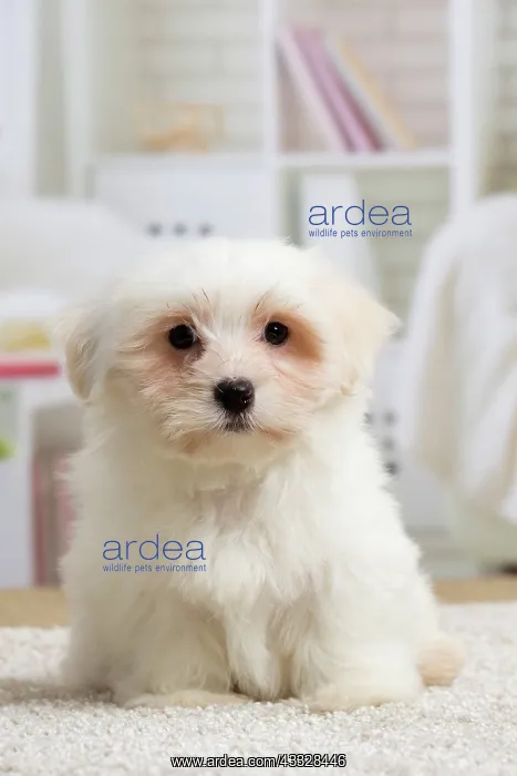 : 80194450 Dog - Coton de Tulear puppy Jean-Michel : 80194450 Dog - Coton de Tulear puppy Jean-Michel