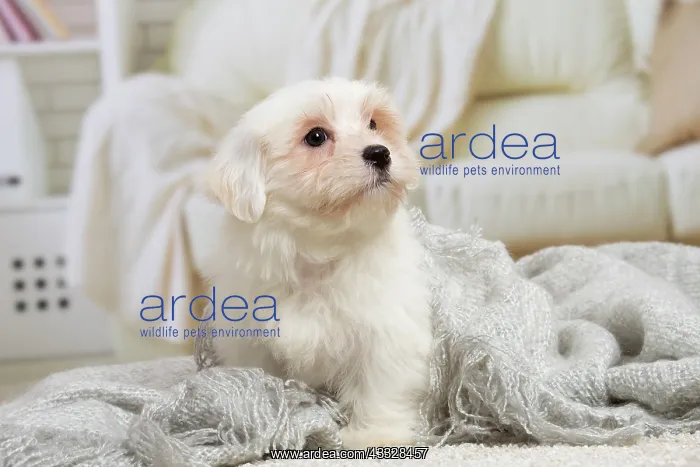 : 80194451 Dog - Coton de Tulear puppy Jean-Michel : 80194451 Dog - Coton de Tulear puppy Jean-Michel