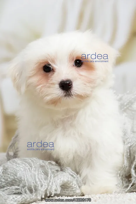 : 80194452 Dog - Coton de Tulear puppy Jean-Michel : 80194452 Dog - Coton de Tulear puppy Jean-Michel