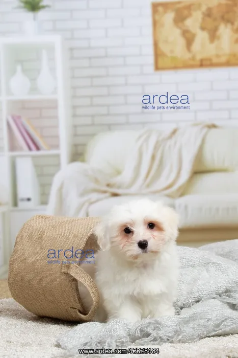 : 80194453 Dog - Coton de Tulear puppy Jean-Michel : 80194453 Dog - Coton de Tulear puppy Jean-Michel