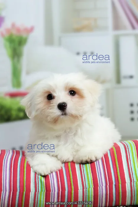 : 80194454 Dog - Coton de Tulear puppy Jean-Michel : 80194454 Dog - Coton de Tulear puppy Jean-Michel