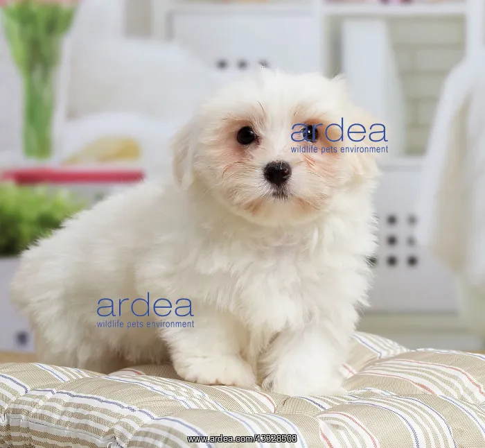 : 80194455 Dog - Coton de Tulear puppy Jean-Michel : 80194455 Dog - Coton de Tulear puppy Jean-Michel
