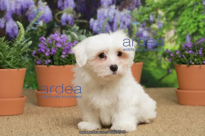 : 80194456 Dog - Coton de Tulear puppy Jean-Michel : 80194456 Dog - Coton de Tulear puppy Jean-Michel
