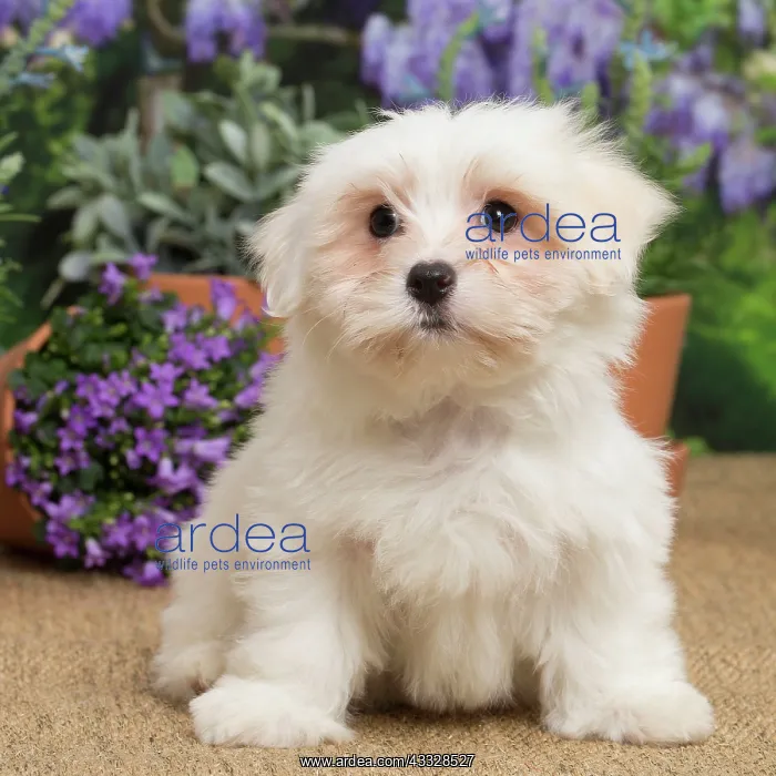 : 80194457 Dog - Coton de Tulear puppy Jean-Michel : 80194457 Dog - Coton de Tulear puppy Jean-Michel