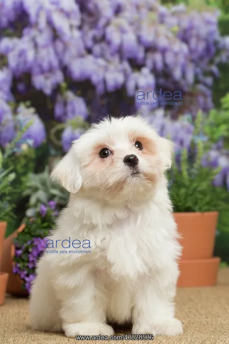 : 80194458 Dog - Coton de Tulear puppy Jean-Michel : 80194458 Dog - Coton de Tulear puppy Jean-Michel