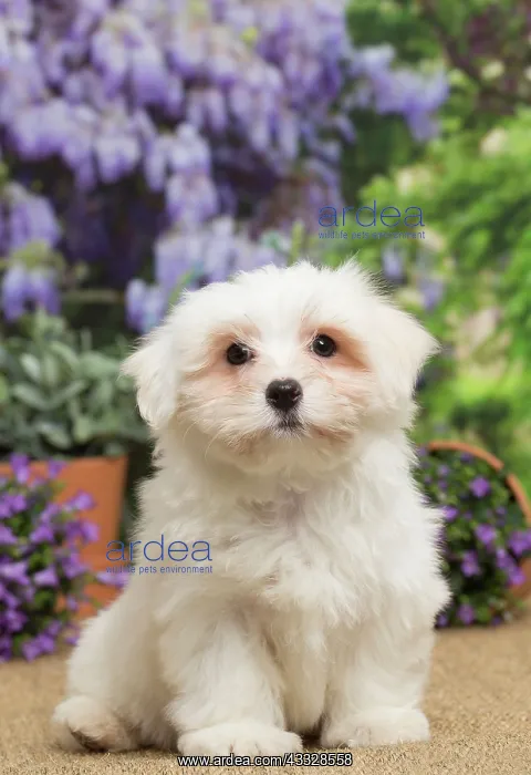  : 80194460 Dog - Coton de Tulear puppy Jean-Michel