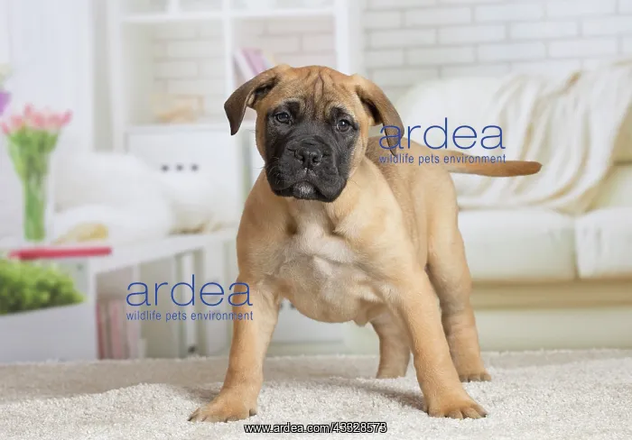 : 80194461 Dog - Bullmastiff puppy Jean-Michel Labat : 80194461 Dog - Bullmastiff puppy Jean-Michel Labat