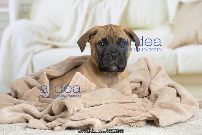 : 80194462 Dog - Bullmastiff Jean-Michel Labat All : 80194462 Dog - Bullmastiff Jean-Michel Labat All
