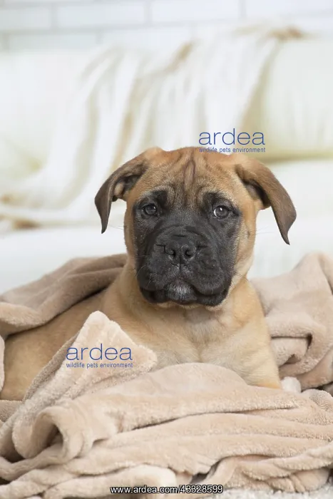 : 80194463 Dog - Bullmastiff puppy Jean-Michel Labat : 80194463 Dog - Bullmastiff puppy Jean-Michel Labat