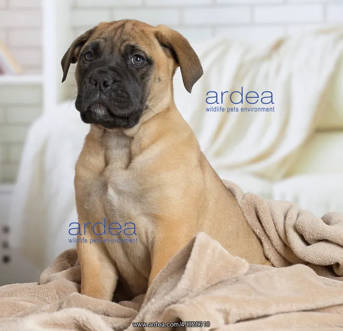 : 80194464 Dog - Bullmastiff puppy Jean-Michel Labat : 80194464 Dog - Bullmastiff puppy Jean-Michel Labat