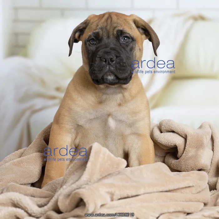 : 80194465 Dog - Bullmastiff puppy Jean-Michel Labat : 80194465 Dog - Bullmastiff puppy Jean-Michel Labat