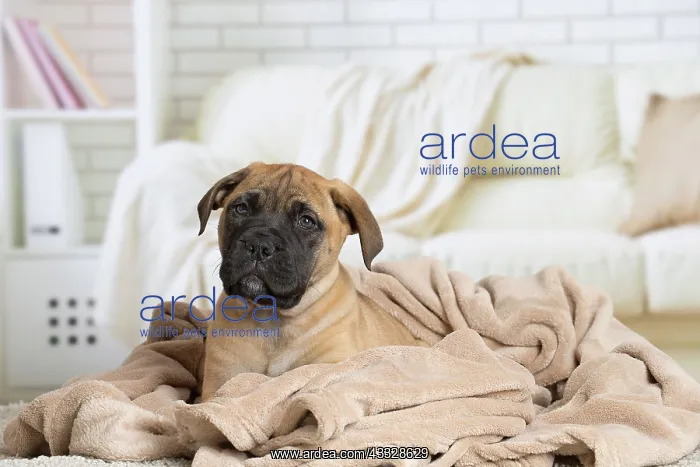 : 80194466 Dog - Bullmastiff puppy Jean-Michel Labat : 80194466 Dog - Bullmastiff puppy Jean-Michel Labat