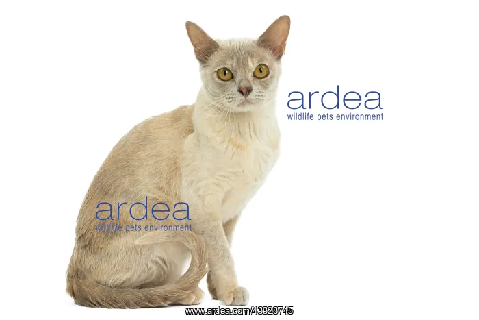 : 80194477 Cat - Burmese Jean-Michel Labat All images : 80194477 Cat - Burmese Jean-Michel Labat All images