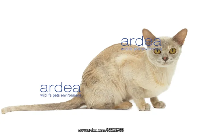 : 80194478 Cat - Burmese Jean-Michel Labat All images : 80194478 Cat - Burmese Jean-Michel Labat All images