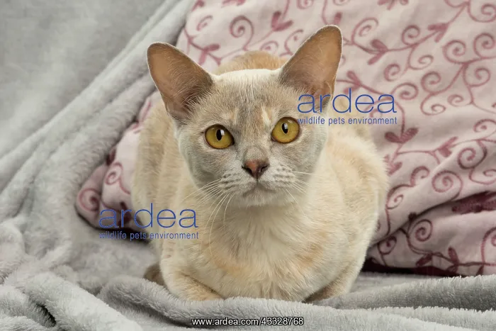 : 80194479 Cat - Burmese Jean-Michel Labat All images : 80194479 Cat - Burmese Jean-Michel Labat All images