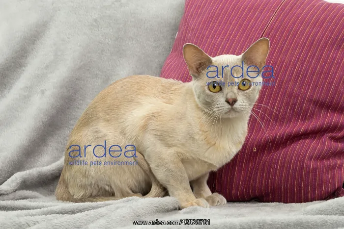 : 80194480 Cat - Burmese Jean-Michel Labat All images : 80194480 Cat - Burmese Jean-Michel Labat All images